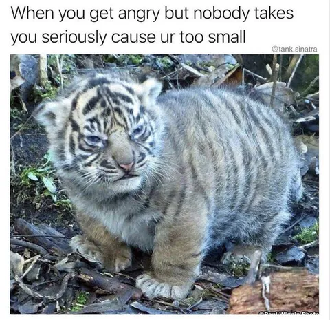 Too Small to Be Taken Seriously