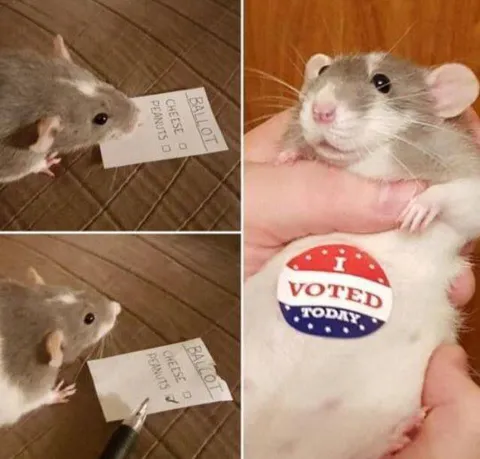 Rat Votes for Cheese