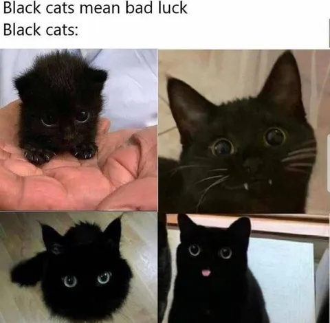 Black Cats Mean Bad Luck