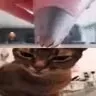 Коту надели розовую шапку