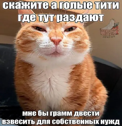 Кот ищет голые тити