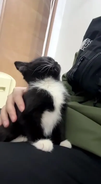 Котёнок мурлычет на коленях