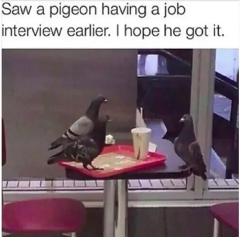 Pigeon Job Interview