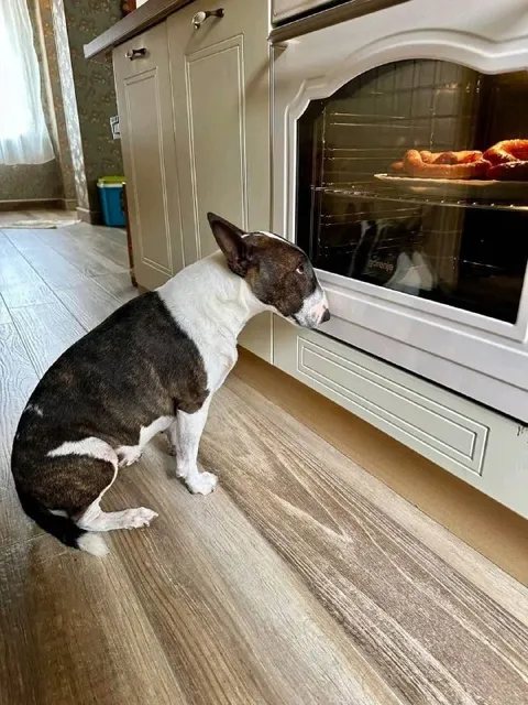 Собака ждёт выпечку