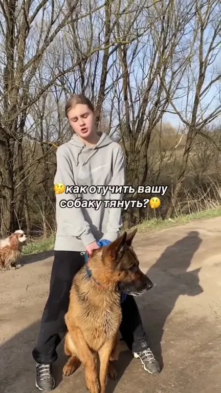 Как отучить собаку тянуть поводок