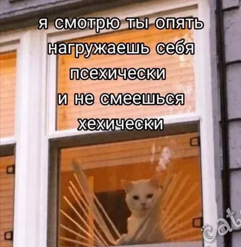Кот наблюдает за нервным другом