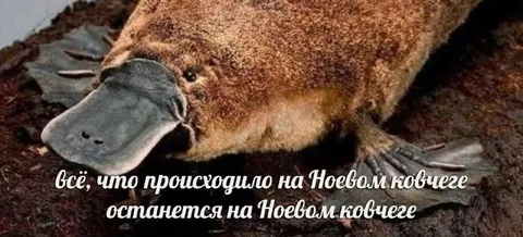 Всё останется на Новом ковчеге