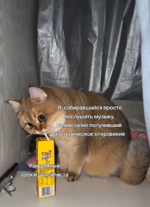 Кот получил эзотерическое откровение