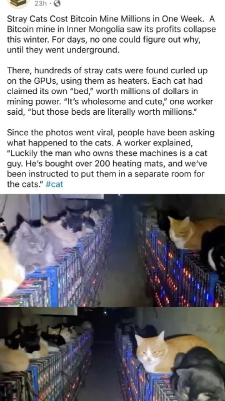 Stray Cats Mine Bitcoin
