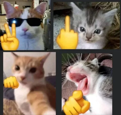 Коты с неприличными жестами