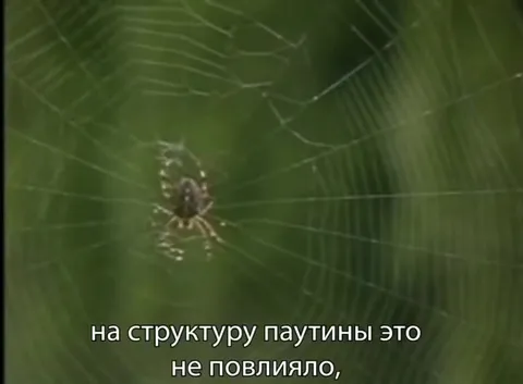 Паутина под кайфом