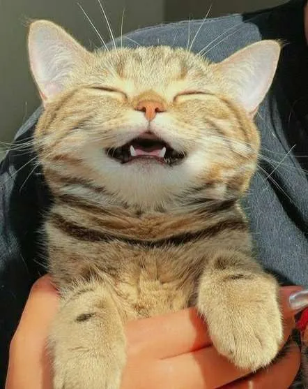 Смеющийся котёнок на руках