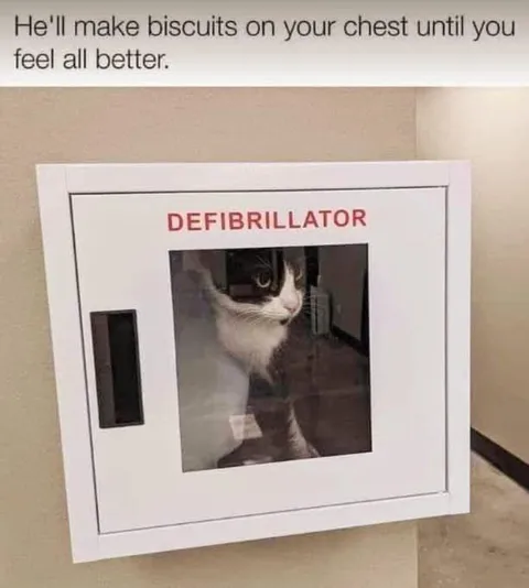 Cat Defibrillator Biscuit Comfort