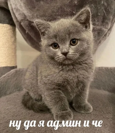 Ну да, я админ и чё