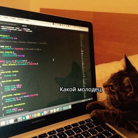 Кот хвалит программиста