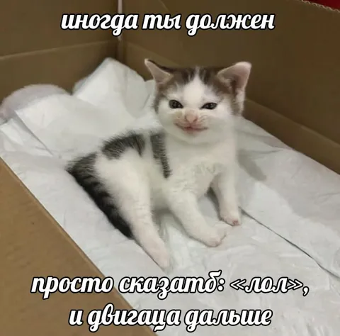 Котёнок говорит «лол»