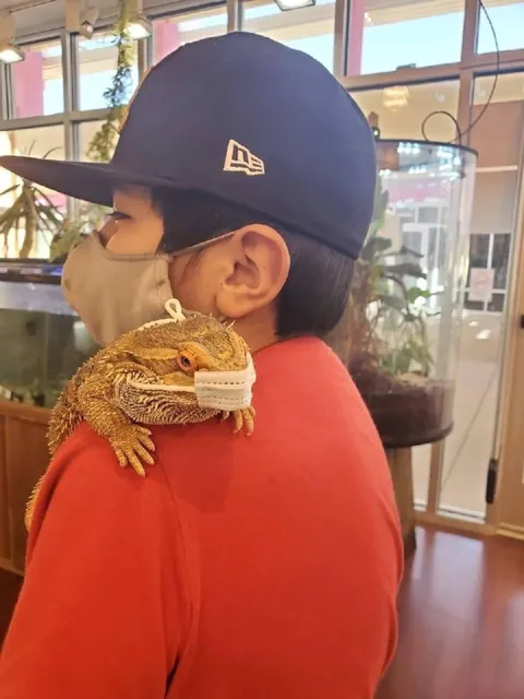 Дракон на плече