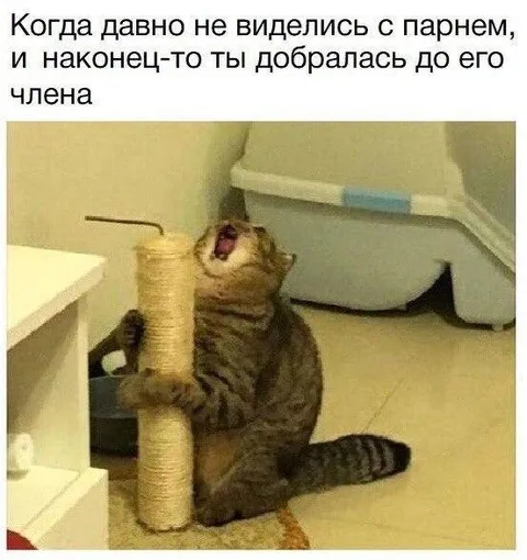 Добралась до его члена