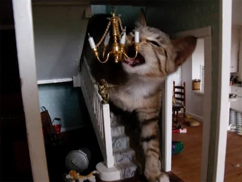 Кот грызёт люстру