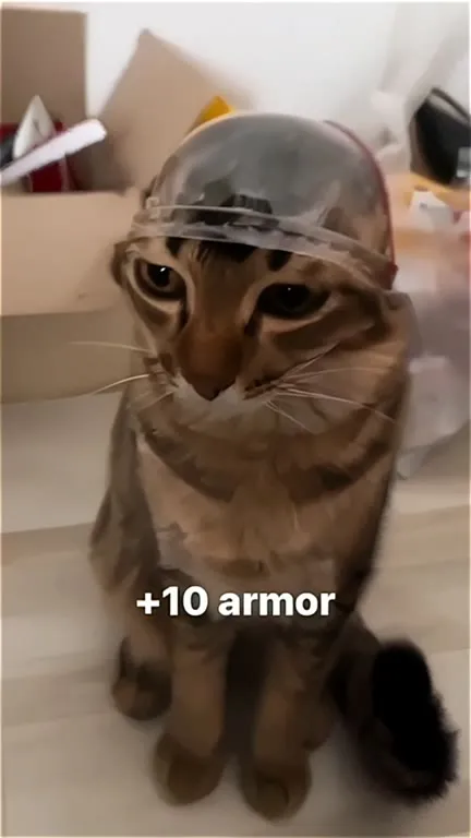 Кот с бронёй +10