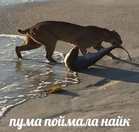 Пума поймала Nike