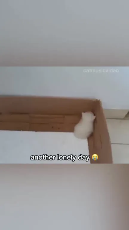Lonely Cats Send an SOS