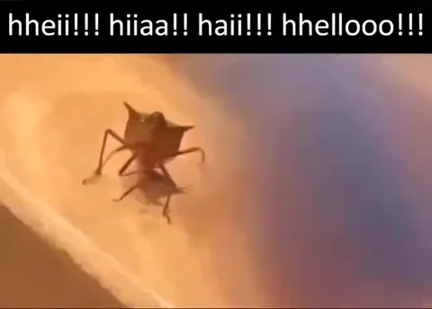 Insect Says Hello Repeatedly