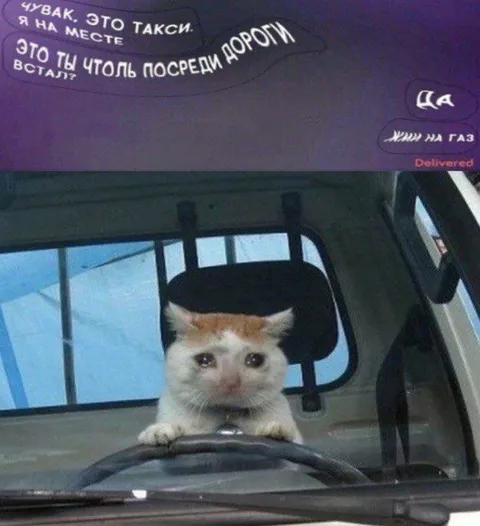 Кот за рулём такси