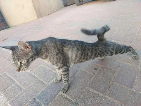 Кот в шпагате