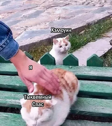Кот и Тыквенный Спас