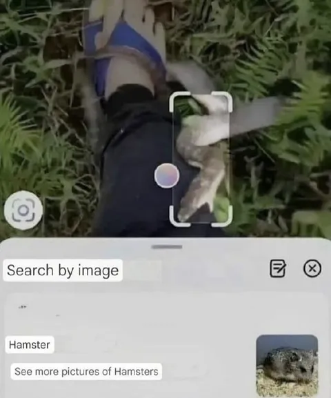 Search by Image Finds Hamster
