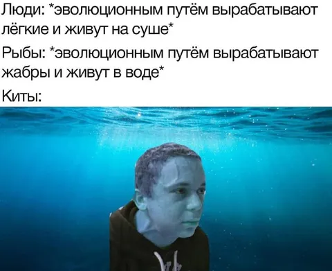 Киты живут под водой