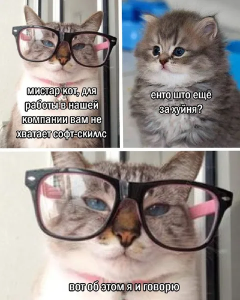 Кот не знает софт-скиллс