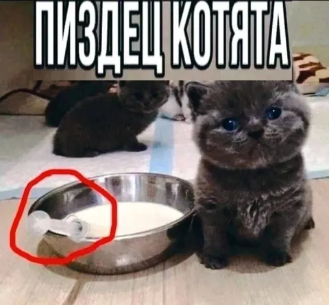 Пиздец котята
