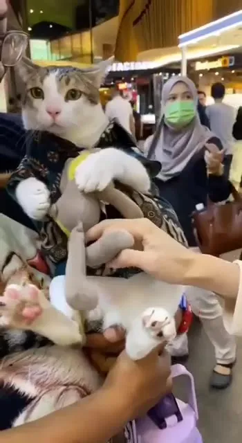 Kucing Dipeluk di Pusat Perbelanjaan