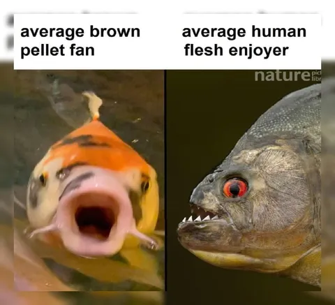 Average Brown Pellet Fan vs Flesh Enjoyer