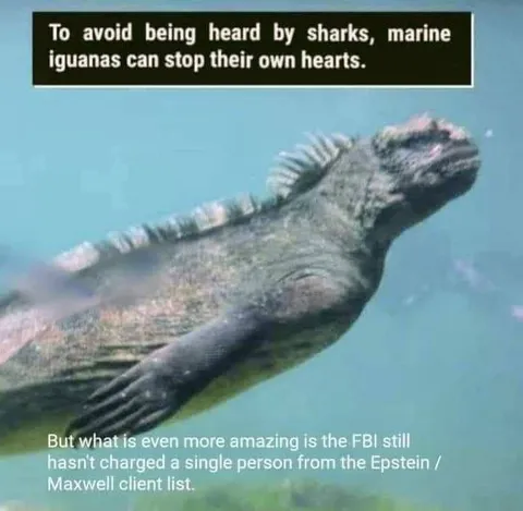 Marine Iguana Stops Its Heart
