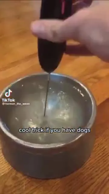 Cool Dog Water Trick