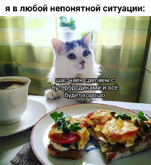 Кот в непонятной ситуации