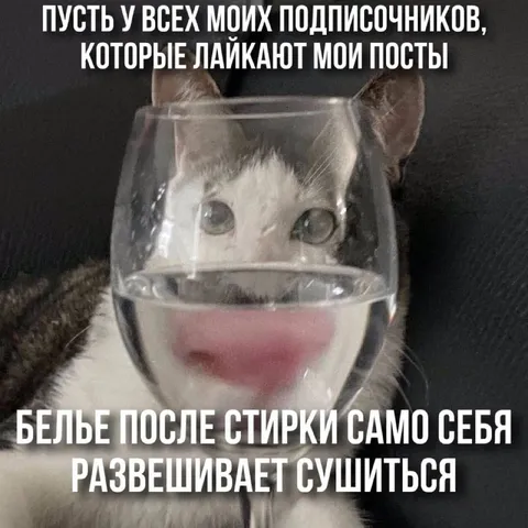 Кот в бокале желает удачи