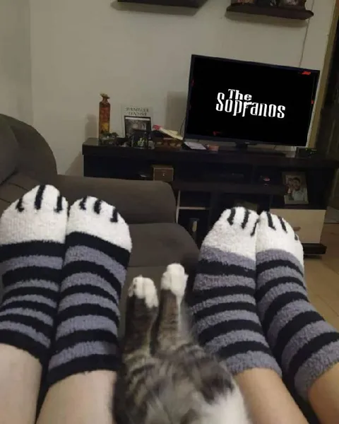 Cat Watching The Sopranos