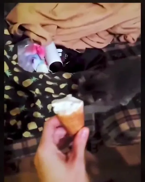 Котёнок не отпускает мороженое