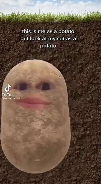 Potato Meets Its Cat Form