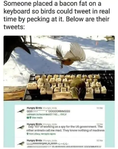 Hungry Birds Tweet in Real Time