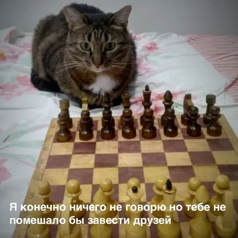 Кот завёл друзей в шахматах