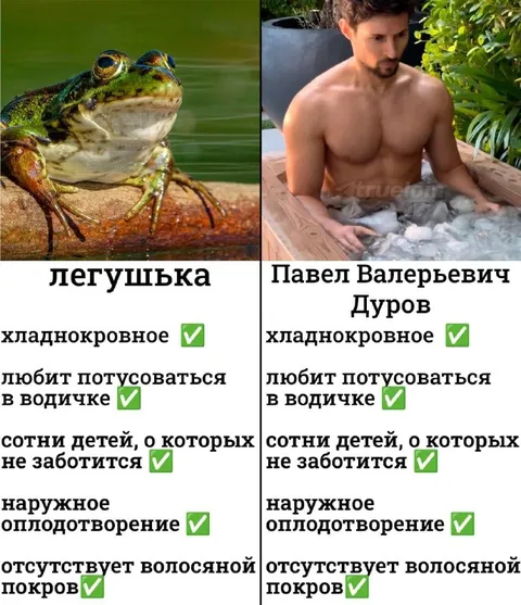 Лягушка и Павел Дуров