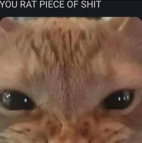 You Rat Piece of Shit Cat