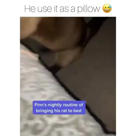 Cat Brings Its Rat to Bed