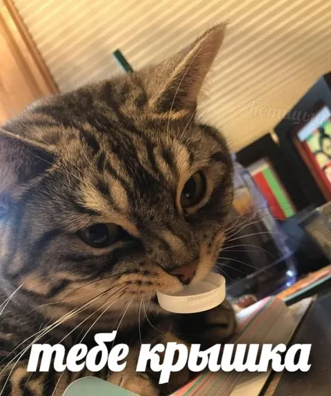 Коту крышка