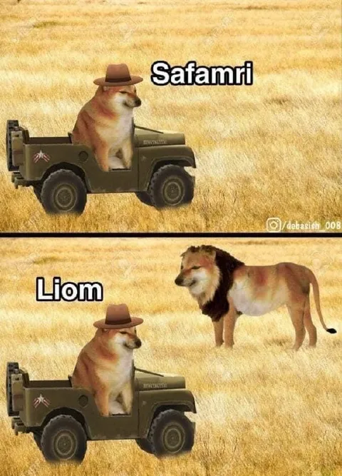 Safamri meets Liom